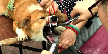 Giudice decide tramite sentenza di tagliare le corde vocali dei cani